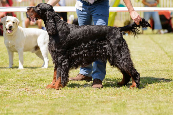 Much Hadham Fete Dogshow Main