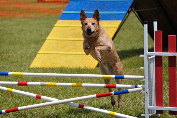 Much Hadham Fete Dogshow Agility